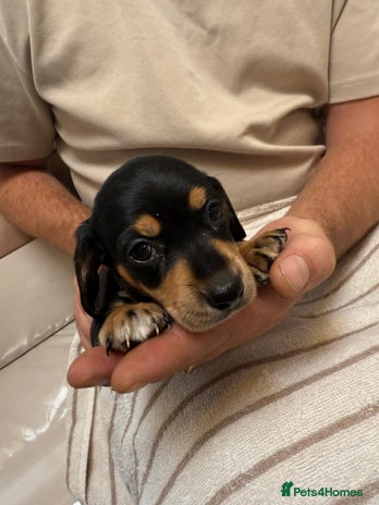 Miniature Dachshund dogs - Advert 14