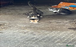 Mixed Breed cats for sale: 2 lovely kittens for sale  - Image 5