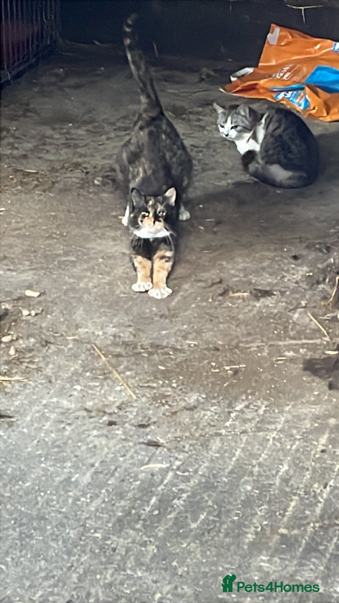 Mixed Breed cats for sale: 2 lovely kittens for sale  - Image 5