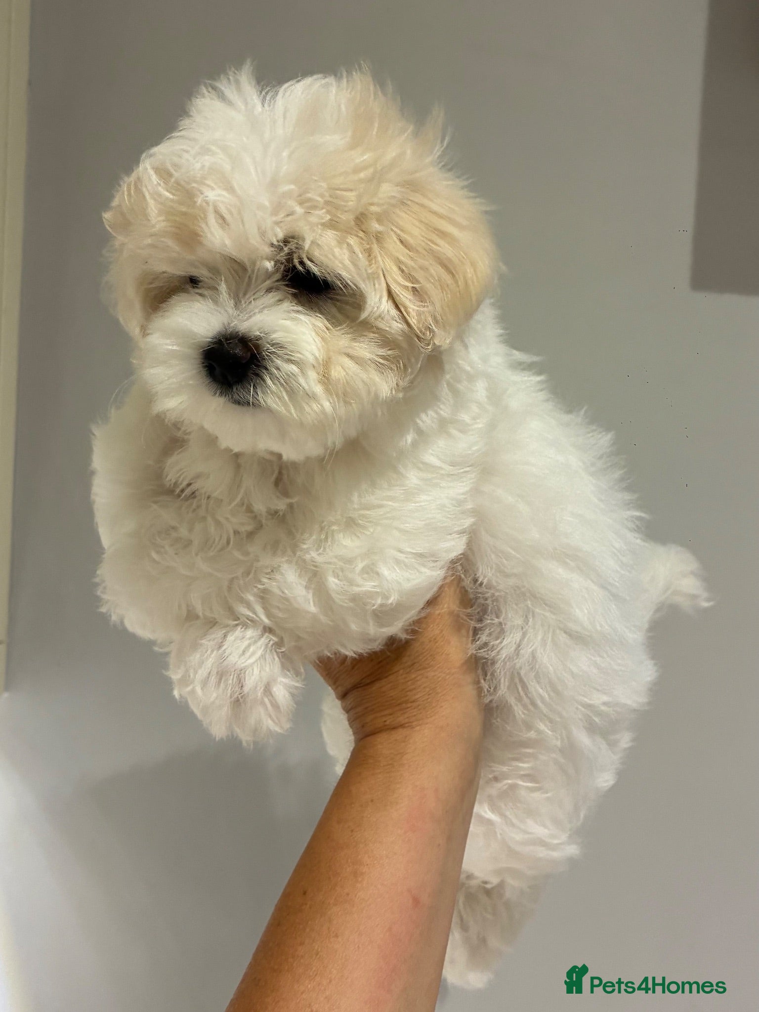 Maltipoo dogs 2 Left Exceptional Micro Asian Maltipoo’s, girls  - Advert 1