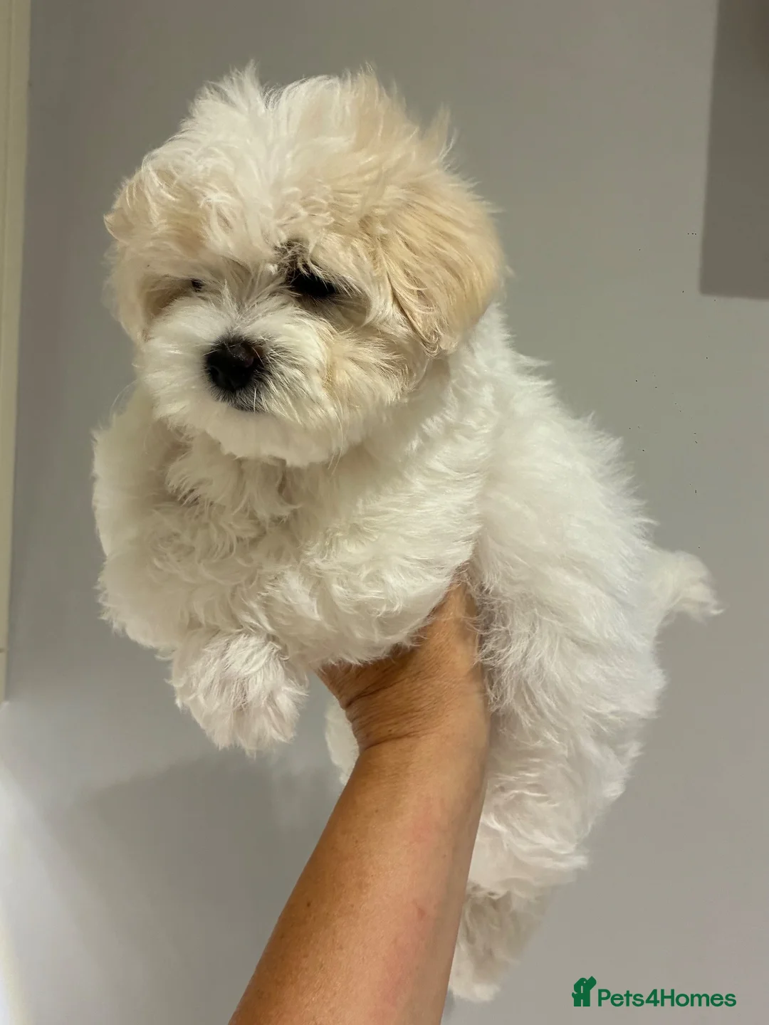 Maltipoo dogs for sale: 2 Left Exceptional Micro Asian Maltipoo’s, girls  - Advert 1