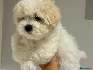 Maltipoo dogs 2 Left Exceptional Micro Asian Maltipoo’s, girls - Advert 1