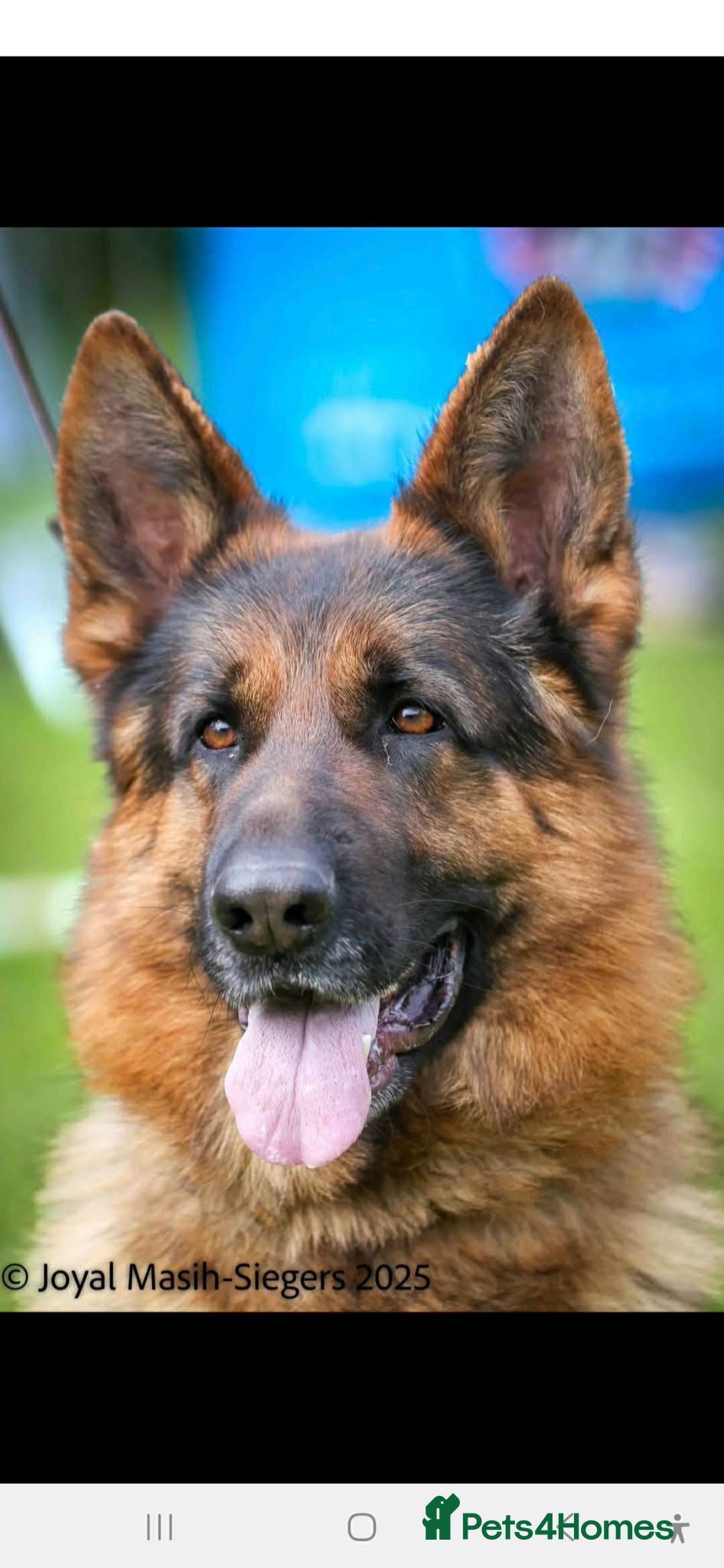 German Shepherd dogs German shepherd for stud - Advert 3