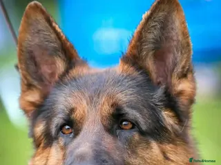 German Shepherd dogs German shepherd for stud - Advert 3