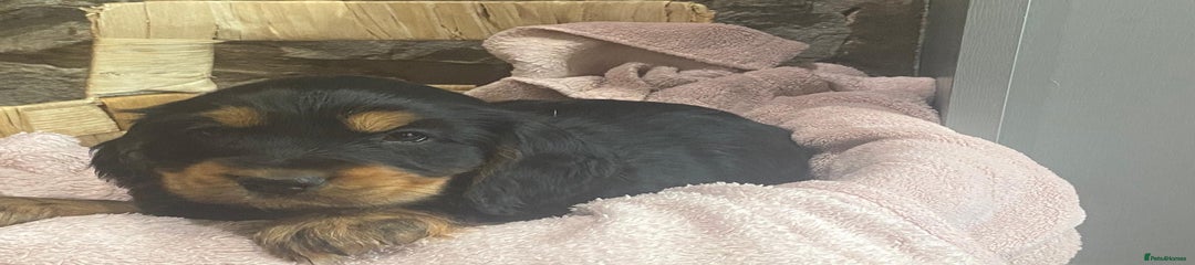 Cocker Spaniel Puppy 4