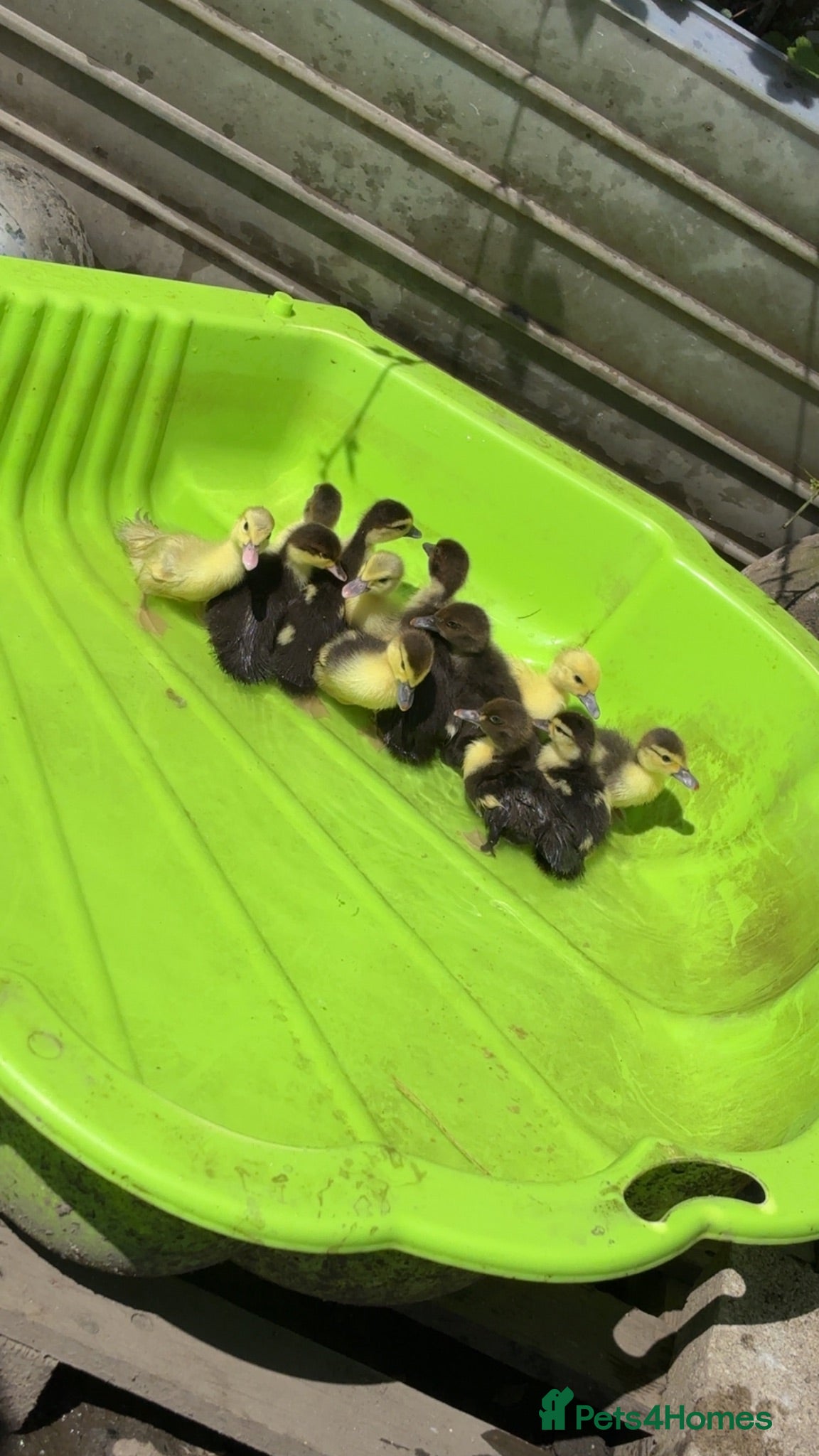 Ducks poultry Muscovy ducklings  - Advert 1