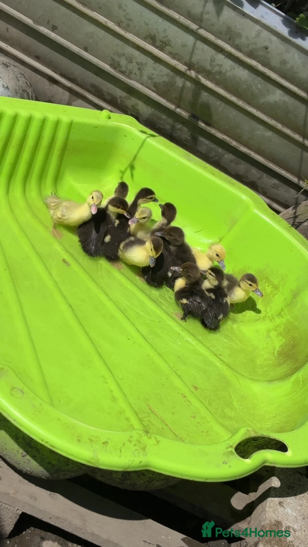 Ducks poultry for sale: Muscovy ducklings  in Barnsley - Advert 1