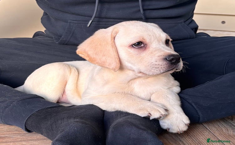 Labrador Retriever dogs Traditional english show type labrador puppies  - Advert 9