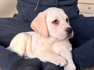 Labrador Retriever dogs Traditional english show type labrador puppies - Advert 9