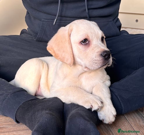 Labrador Retriever dogs Traditional english show type labrador puppies - Advert 9