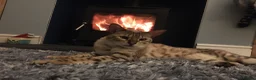 Bengal cats for sale: Female  Bengal  - Advert 4