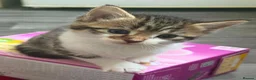 Mixed Breed cats for sale: Kittens for sale bradford - Advert 8