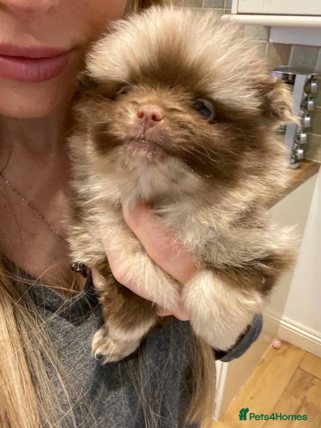 Pomeranian dogs for stud: STUD Chocolate and Tan Merle Blue Eyes Puppy Size in Guildford - Advert 22