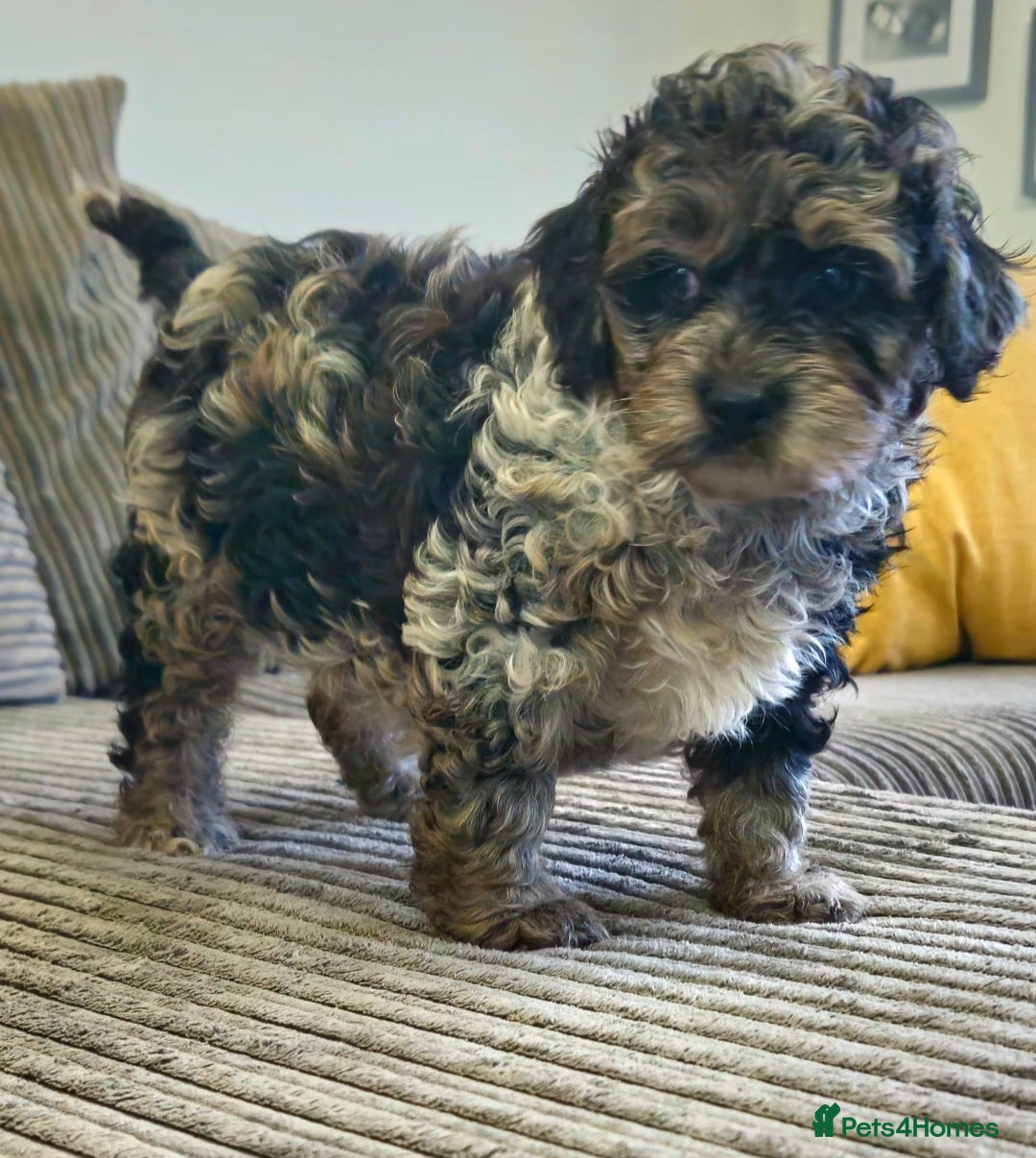 Cockapoo dogs  F1b toy American  cockerpoos  - Advert 12