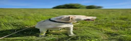 Mixed Breed dogs for adoption: BELLA - Labrador Cross is looking for a home in Crawley - Advert 4