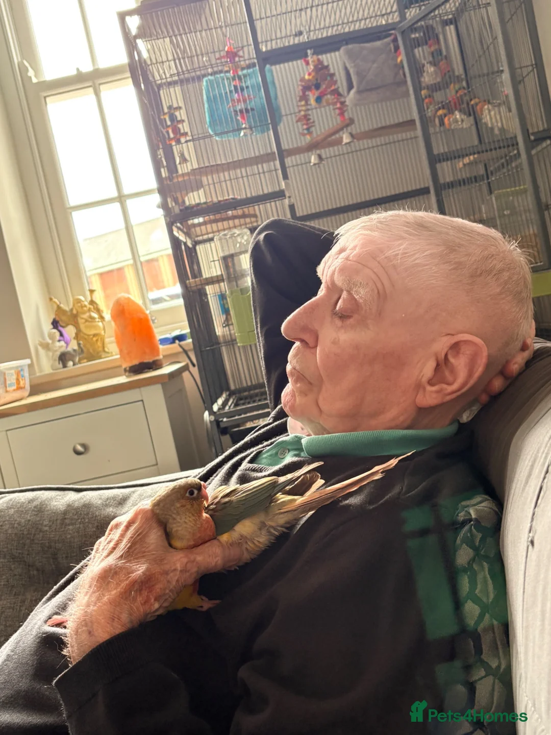 Conures birds for sale: Two lovely male conures hand reared  in Dorchester - Advert 2
