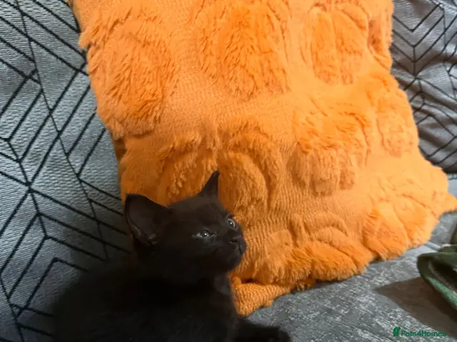 Mixed Breed cats for sale: Halloween Little Princess - Advert 15