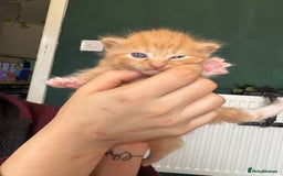 Bengal cats for sale: Beautiful half bengal kittens  - Image 22