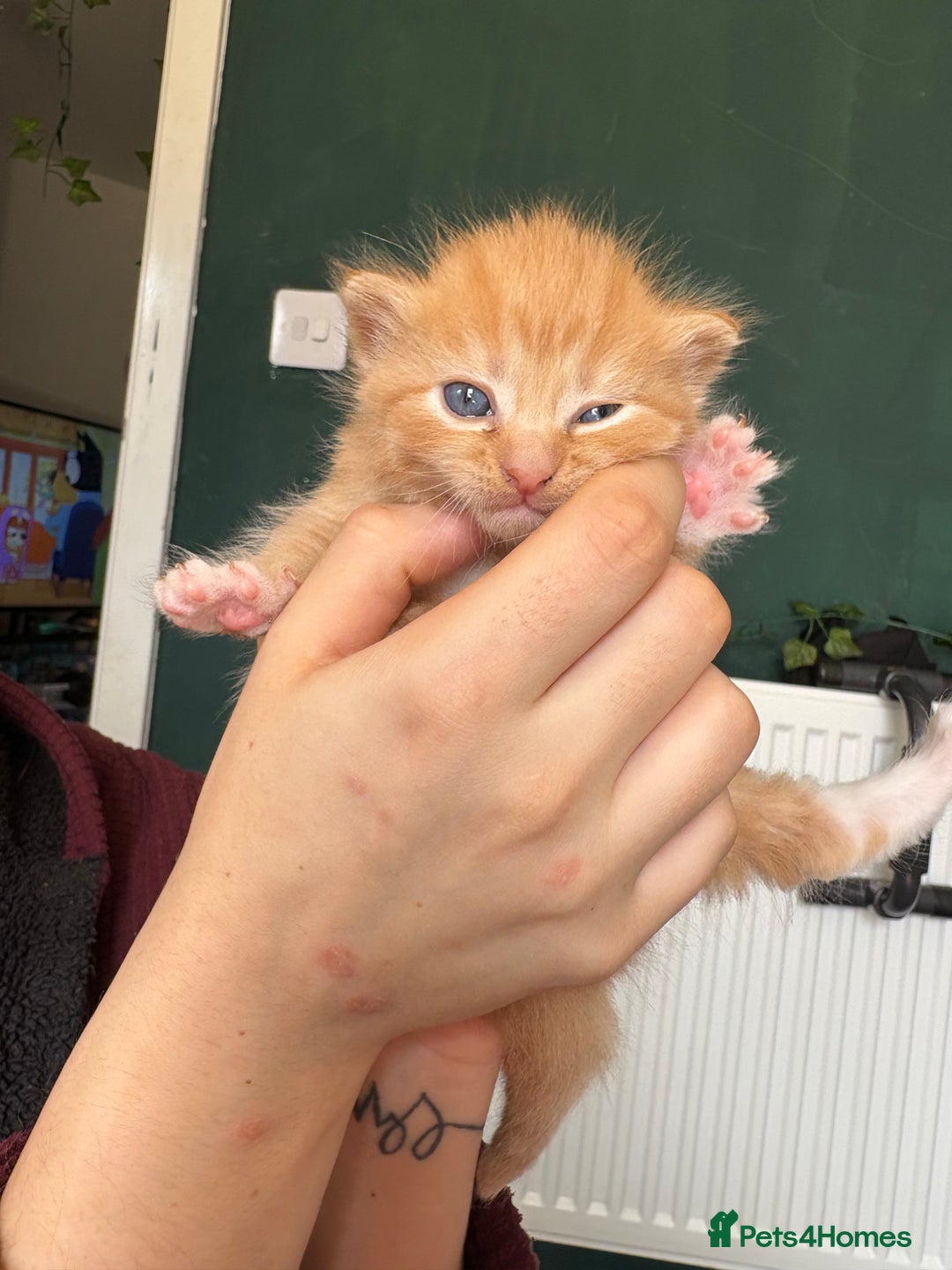 Bengal cats for sale: Beautiful half bengal kittens  - Image 22