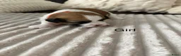 Shih Tzu dogs for sale: Beautiful Shih Tzu puppies  - Advert 12