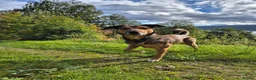 Border Collie dogs for stud: Sable Border Collie for Stud! - Advert 1