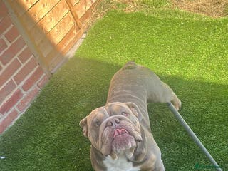 English Bulldog dogs English bulldog tri colour 3 year old - Advert 10