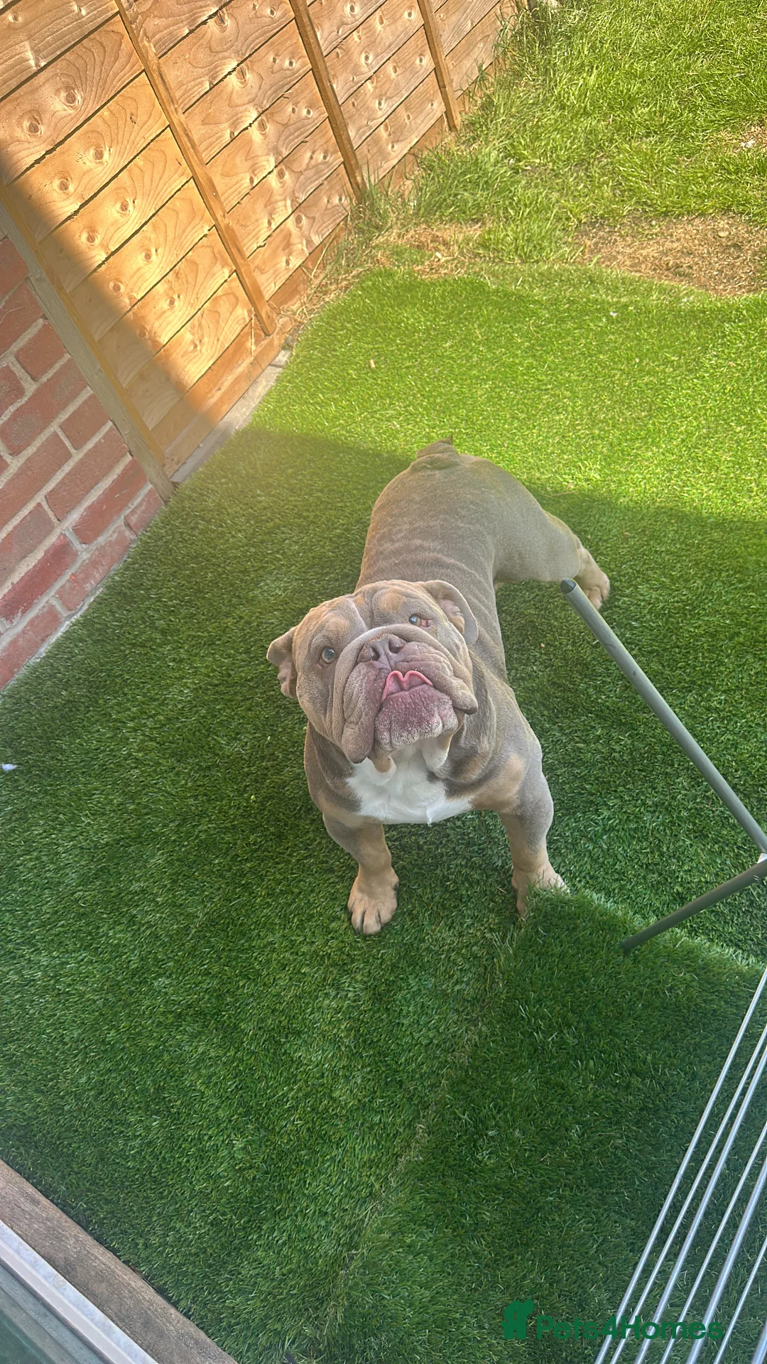 English Bulldog dogs for sale: English bulldog tri colour 3 year old  - Advert 1