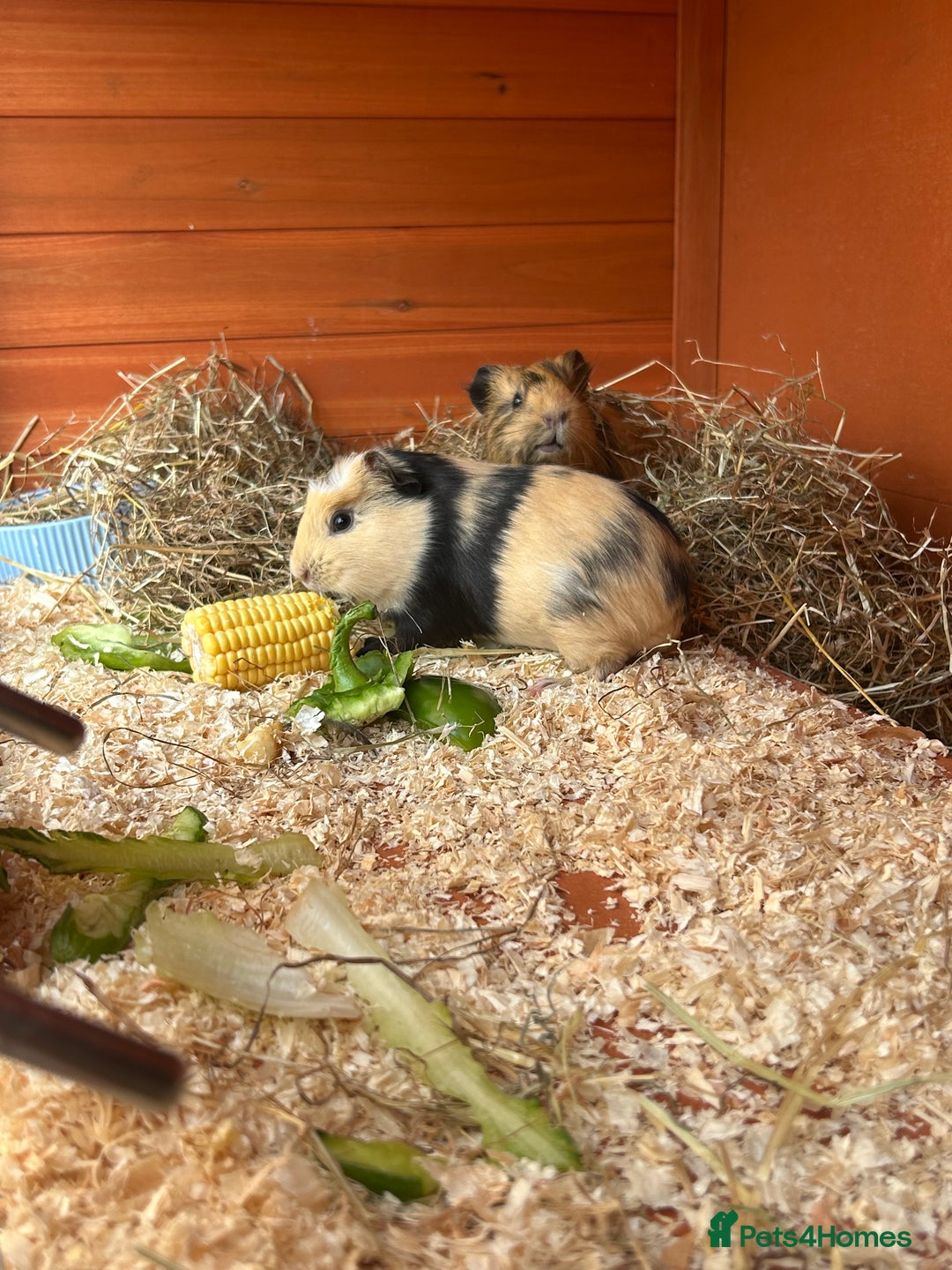 Guinea Pig rodents for sale: 3 Sow Guinea pigs. - Image 3