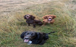 Cocker Spaniel dogs for sale: Upcoming Litter: KC Working Cocker Puppies - Image 8