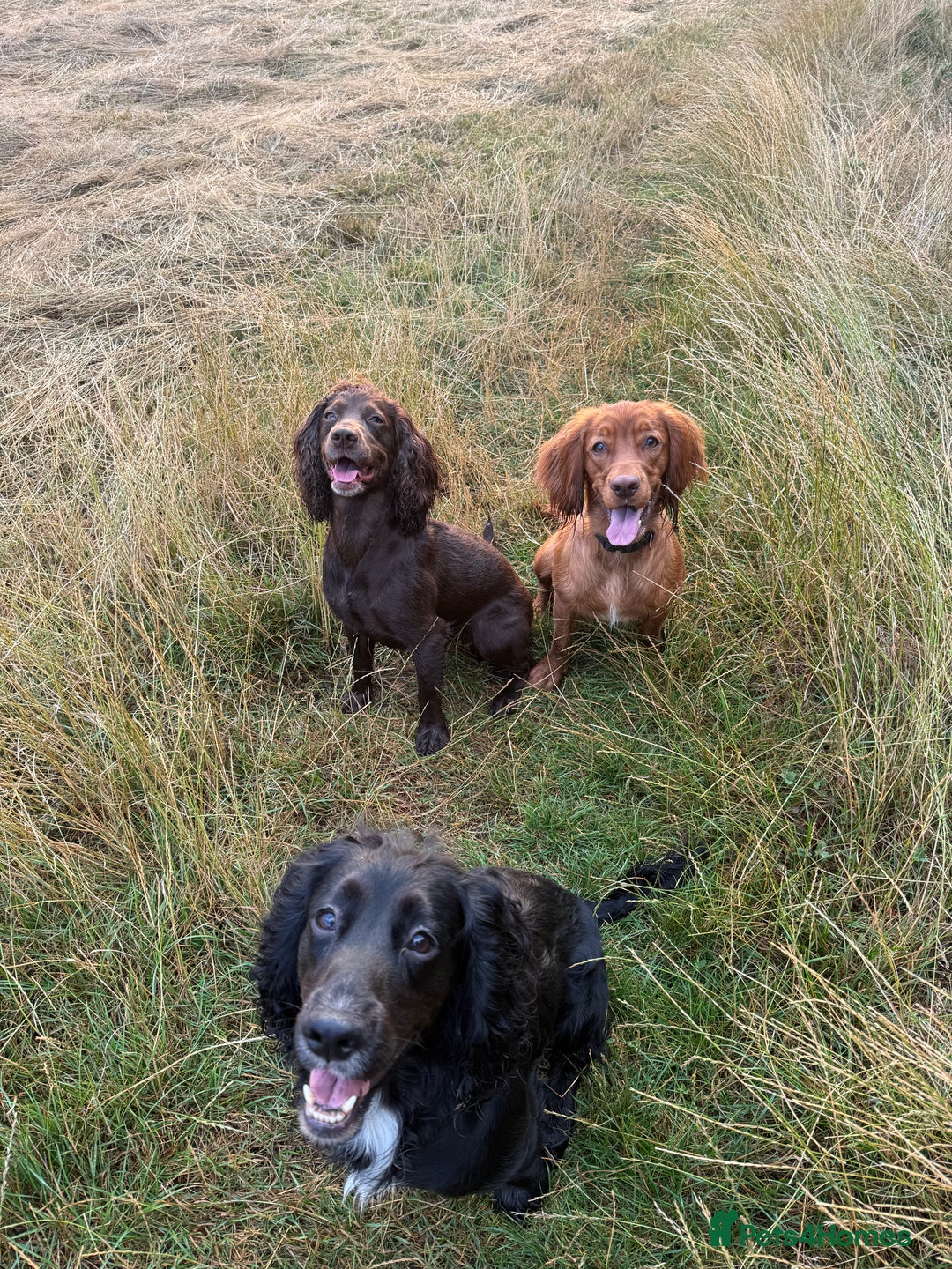 Cocker Spaniel dogs for sale: Upcoming Litter: KC Working Cocker Puppies - Image 8
