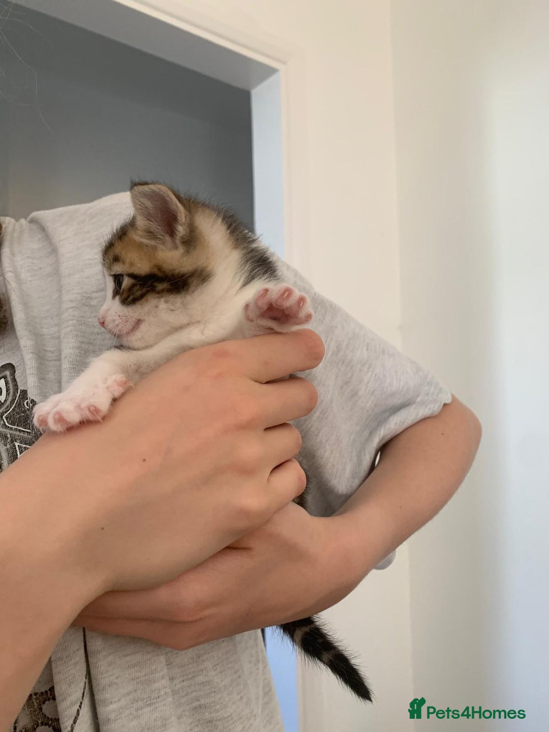 British Shorthair cats for sale: BSH Tortoise Shell  - Image 10