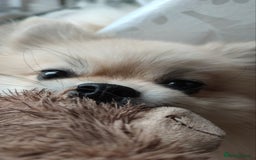 Pomeranian dogs for stud: Cream Pomeranian Stud Bersy in Preston - Image 7