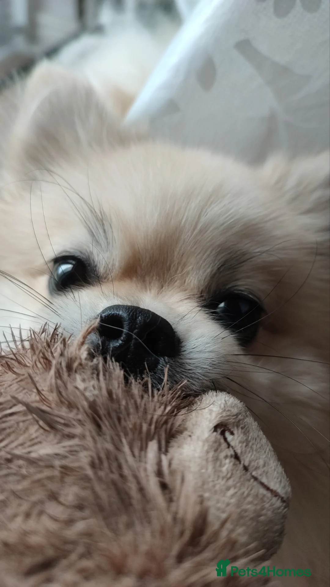 Pomeranian dogs for stud: Cream Pomeranian Stud Bersy in Preston - Advert 7