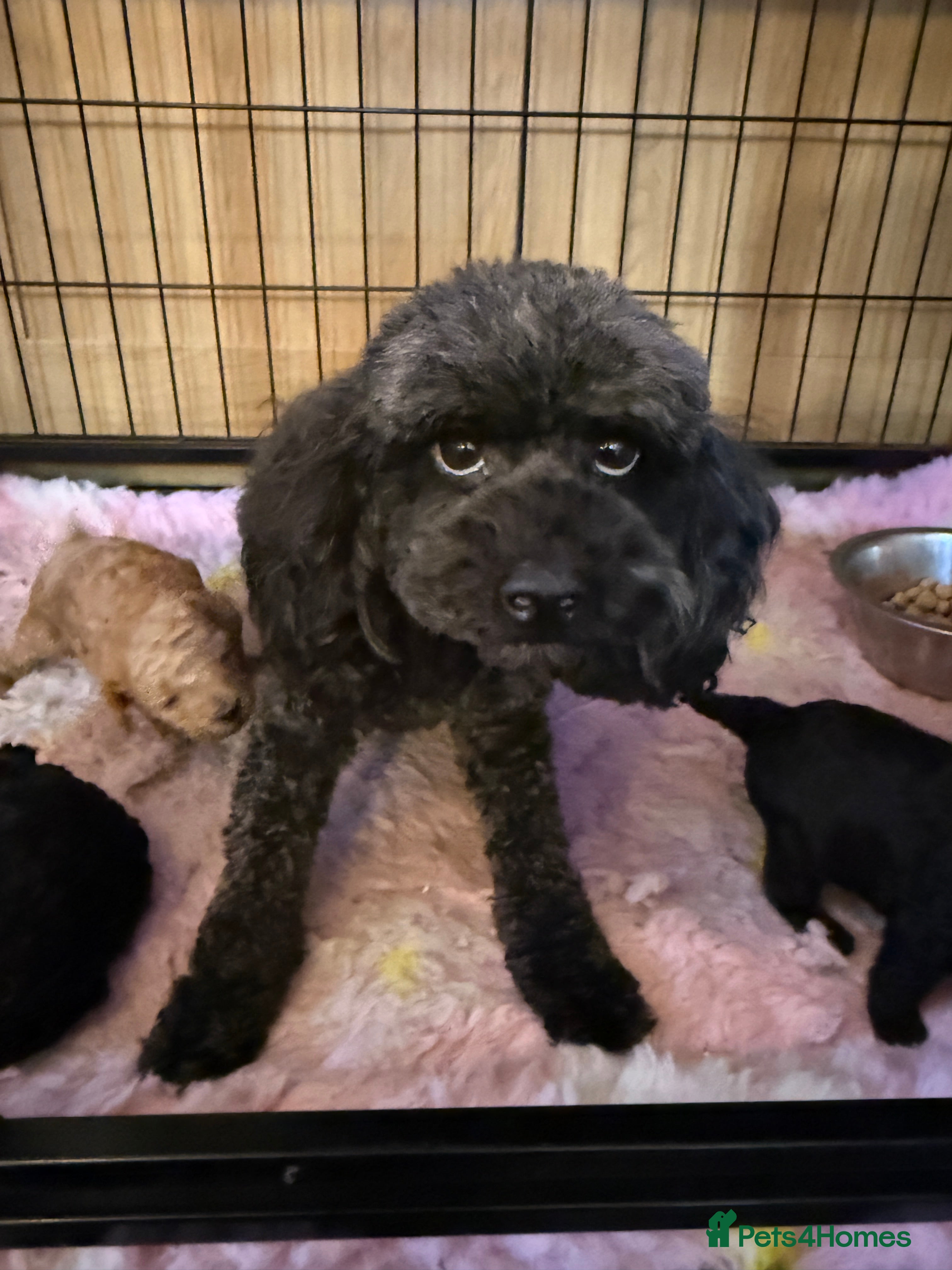 Cockapoo dogs Ready to leave *One boy left* toy cockapoo pup  - Advert 1