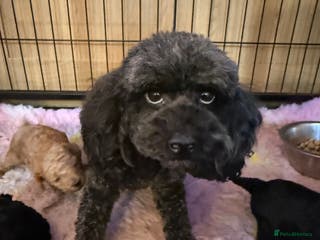 Cockapoo dogs Ready now *1 stunning black boy left*cockapoo pup - Advert 1