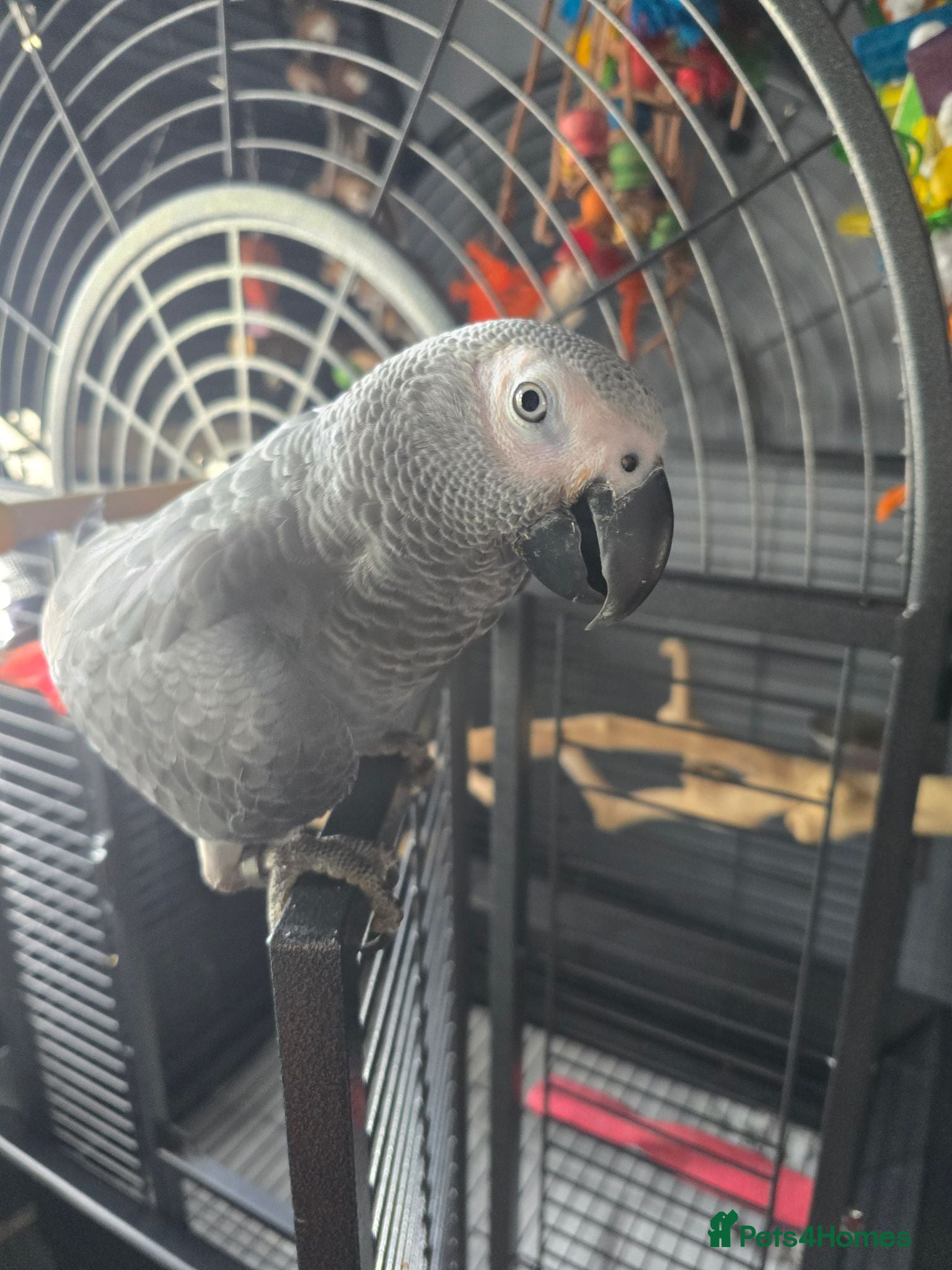 Parrots birds African grey - Advert 4