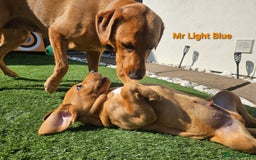Labrador Retriever dogs for sale: Fox Red Labrador Retriever KC Registered puppies in Wetherby - Image 6