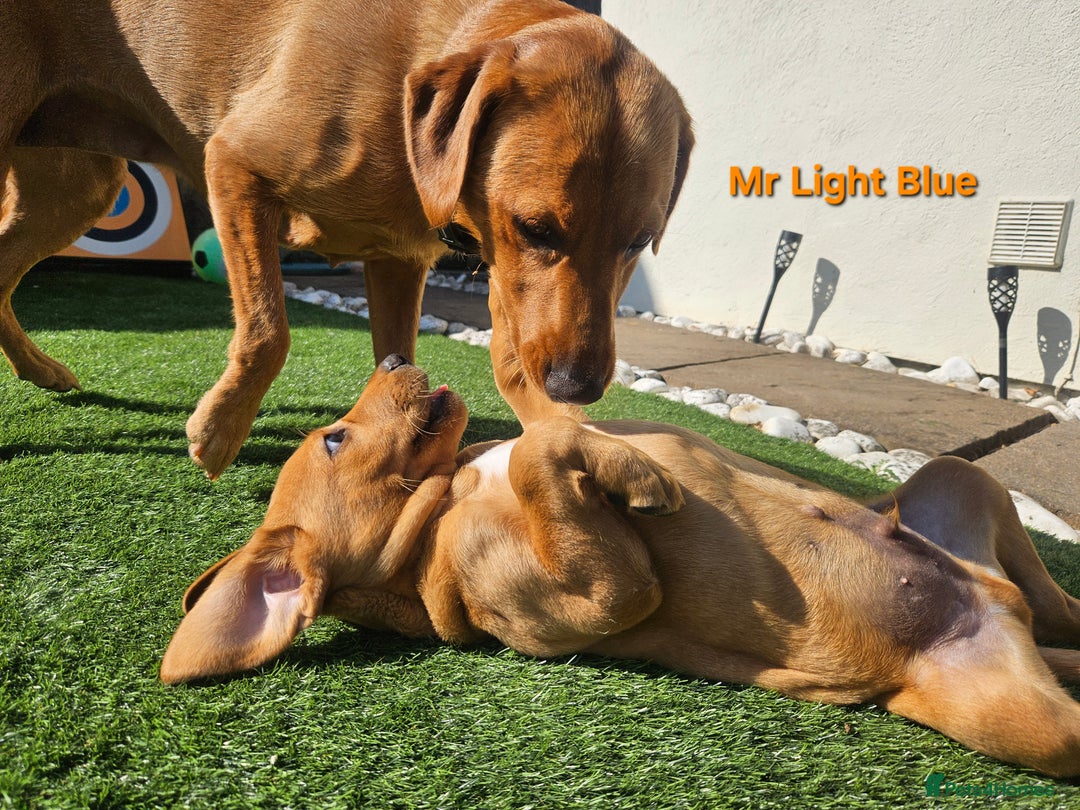 Labrador Retriever dogs for sale: Fox Red Labrador Retriever KC Registered puppies in Wetherby - Image 6