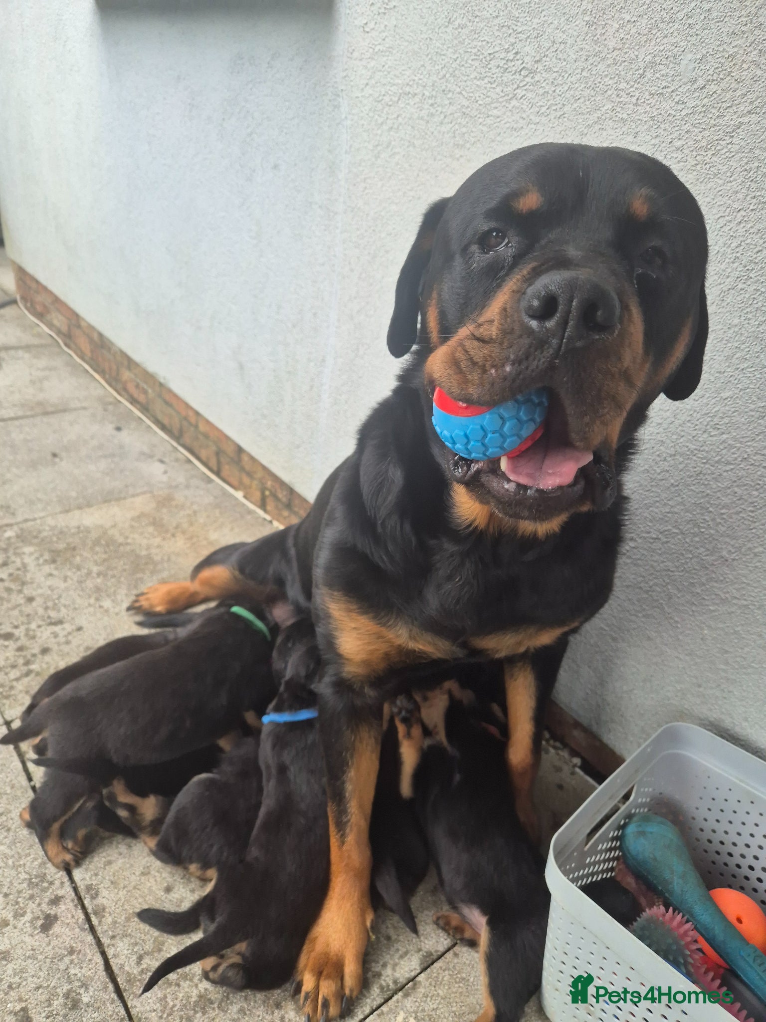 Rottweiler dogs 5* Rottweiler Puppies  - Advert 4
