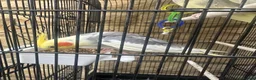 Cockatiels birds for sale: Cockatiels 1 male 1 female - Advert 6