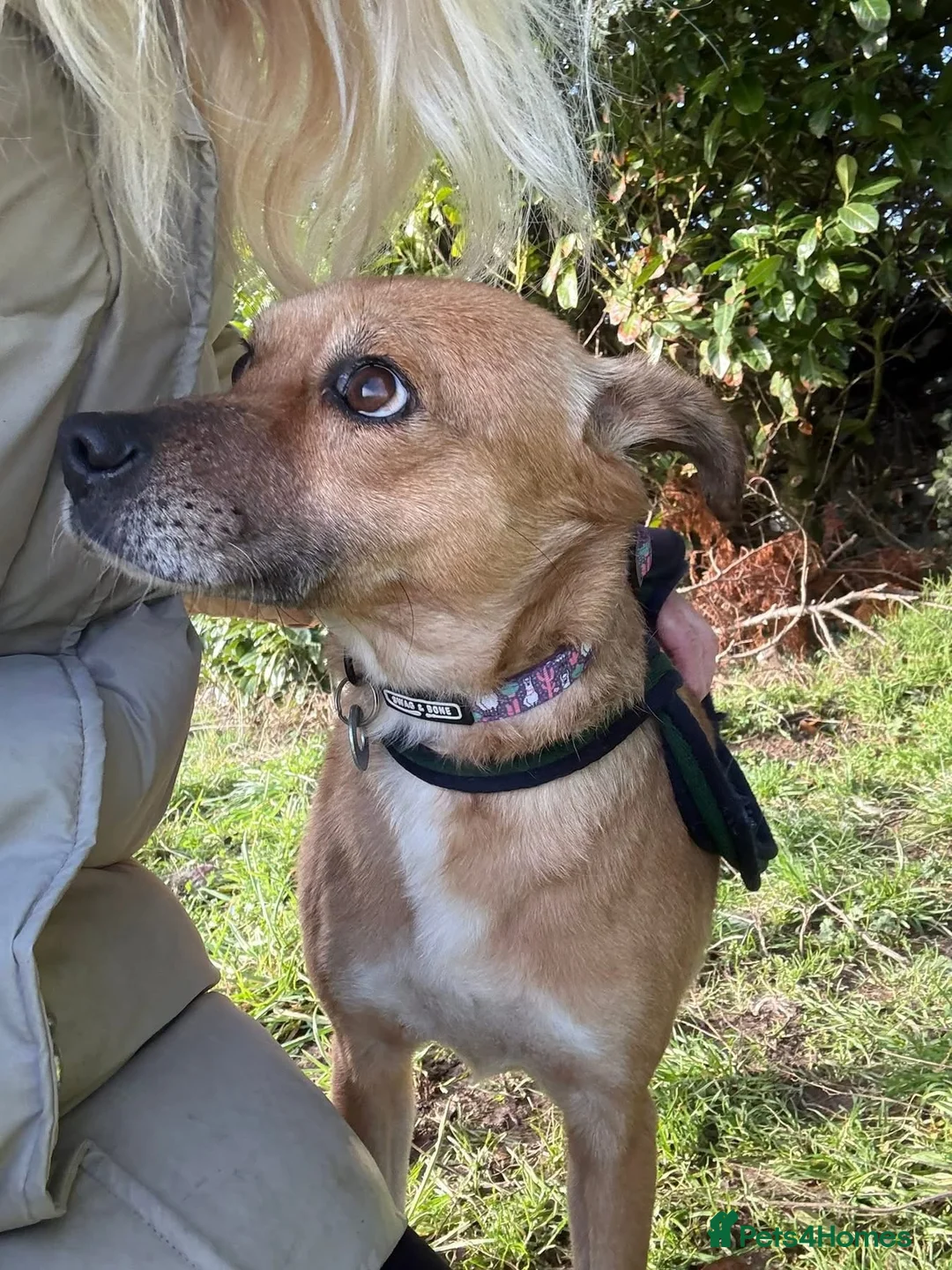 Mixed Breed dogs for adoption: Hazel - Norwich Norfolk  - Advert 4