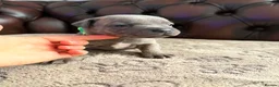 Staffordshire Bull Terrier dogs for sale: Adorable KC registered blue staffy puppies  - Advert 21