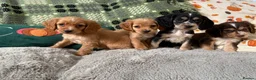Cockapoo dogs for sale: Cockapoo ready to leave - Advert 2
