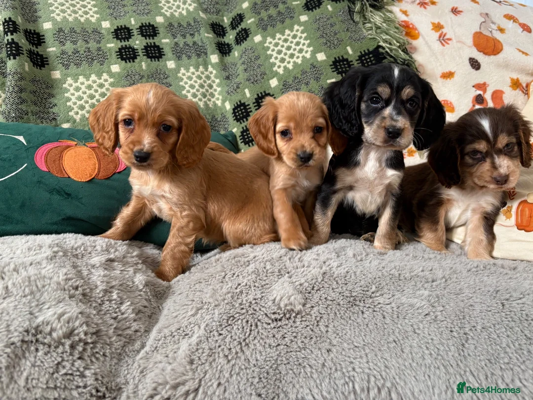 Cockapoo dogs for sale: Cockapoo ready to leave - Advert 2