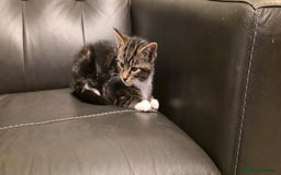 Maine Coon cats for sale: Tabby Maine coon x kittens. Ready to leave - Image 11