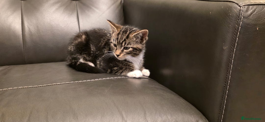 Maine Coon cats for sale: Tabby Maine coon x kittens. Ready to leave - Image 11