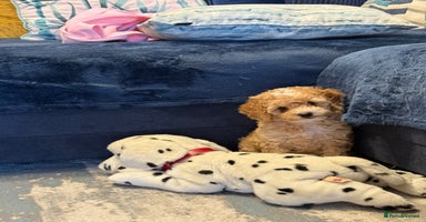 Miniature Poodle dogs Ready to Go Miniature Poodle Puppies For Sale  - Advert 12