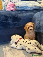 Miniature Poodle dogs Ready to Go Miniature Poodle Puppies For Sale - Advert 12