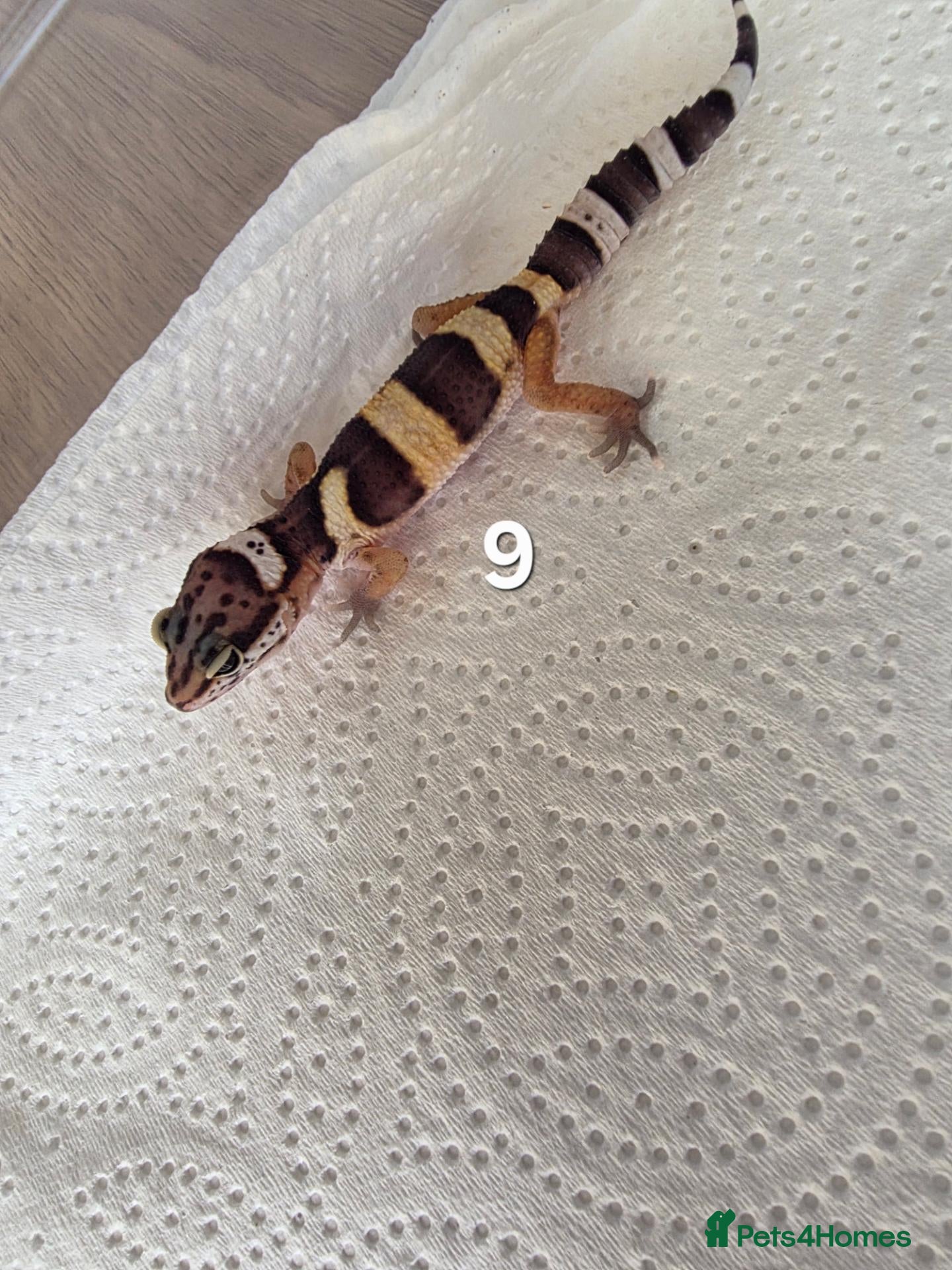 Leopard Gecko reptiles for sale: Leopard Gecko Babies Mixed Morph - Advert 2