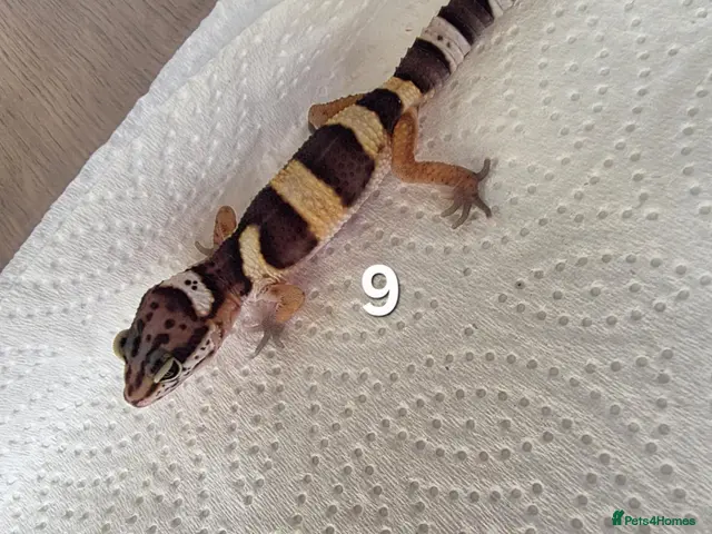 Leopard Gecko reptiles for sale: Leopard Gecko Babies Mixed Morph - Advert 2